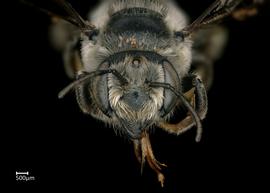   Megachile addendanbsp; female face, photo: Colleen Meidt 
